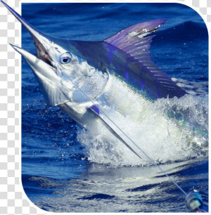 Atlantic Blue Marlin  HD Png Download