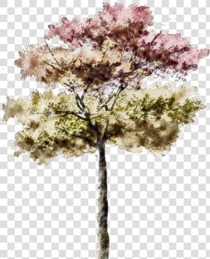 Architectural Rendering Watercolor Tree Png  Transparent Png