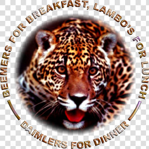 1516402312 Jaguar 600x600  HD Png Download