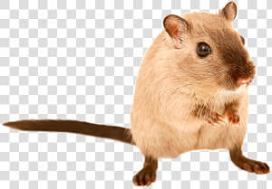Transparent Mouse Animal Png   Pets Are Legal In Australia  Png Download