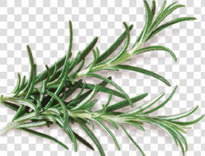 Rosemary   Grass  HD Png Download