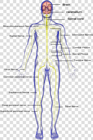 Nervous System Body Parts   Png Download   Nervous System Hd Part  Transparent Png