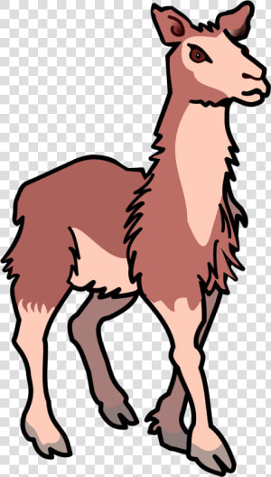Transparent Lama Png   Llama Clipart Transparent Background  Png Download