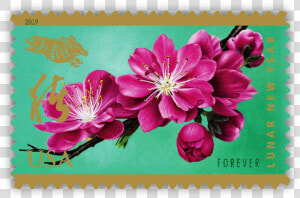 Year Of The Boar Stamp Greets Lunar New Year   Forever Stamps Floral  HD Png Download