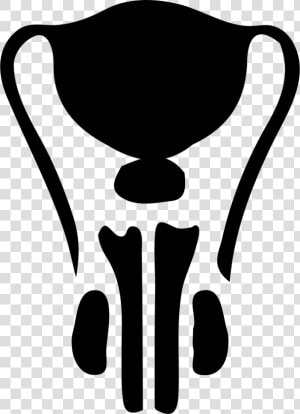Male Svg Png Icon   Male Reproductive System Icon  Transparent Png