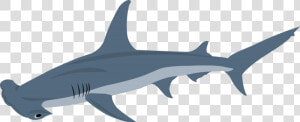 Transparent Hammerhead Shark Png   Squaliformes  Png Download