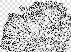 Transparent Coral Reef Clipart Png   Transparent Coral Reef Clipart  Png Download