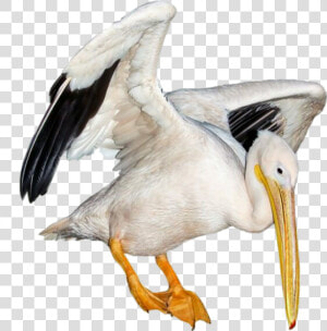 Transparent Pelican Png   Moodboard Filler Drawing Png Polyvore  Png Download