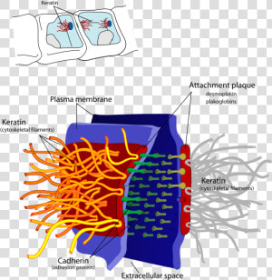 Desmosome Cell Junction En   Intermediate Filament Function  HD Png Download