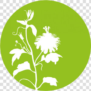 Viscum Album L   Andrographis Paniculata Icon  HD Png Download