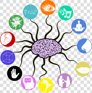 Multiple intelegences   Clipart Brain Memory  HD Png Download