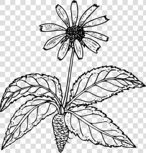 Outline Pictures Of Flower Plant Root   Png Download   Drawings Of Flowers Outline  Transparent Png