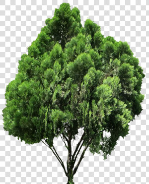 Jack Tree Png High quality Image   Plan Tree For Photoshop  Transparent Png