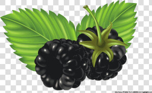 Bush Clipart Thorn   Clip Art Blackberry Fruit  HD Png Download