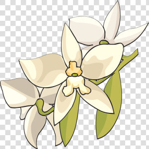 White Orchid Flower Clip Art � Clipart Free Download   White Orchid Flower Clip Art  HD Png Download