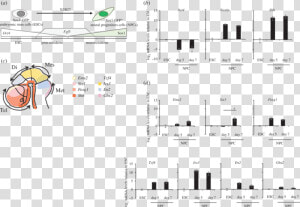 Sonic Hedgehog Gene Enhancers Sbe6  HD Png Download