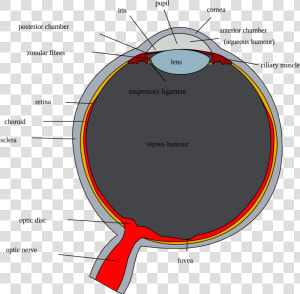 Optic Disc Of Eye  HD Png Download