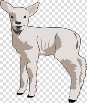 Young Lamb Clip Arts   Lamb Clipart  HD Png Download
