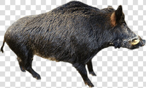 Free Png Boar Png Images Transparent  Png Download