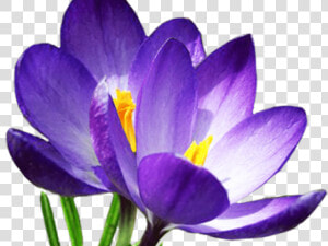Transparent Crocus Clipart   Spring Flowers Png  Png Download