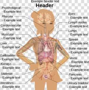 Girl Diagram Template   Girl Human Body Diagram  HD Png Download