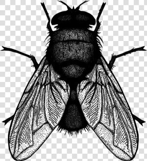 Net winged Insects  HD Png Download