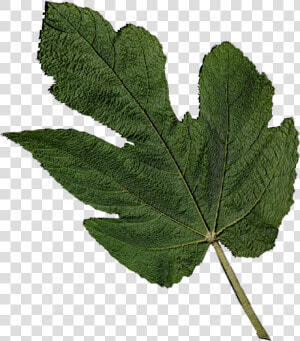 Fig Leaf Png  Transparent Png