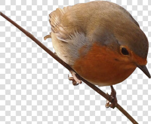 Robin Png Free Background   European Robin  Transparent Png