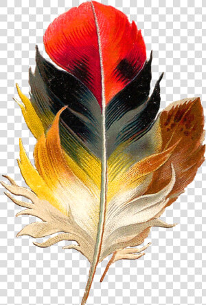 Antique Images Clip Art Beautiful Multi Colored   Colorful Bird Feather Png  Transparent Png