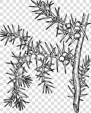 Ilex Aquifolium  Holly  Common Holly  English Holly   Planta Chilcuara Para Dibujar  HD Png Download
