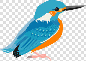 Common Kingfisher Bird Clipart   Woodpecker  HD Png Download
