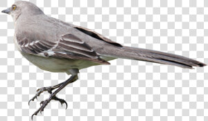 Mockingbird Png  Transparent Png