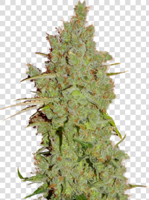 Amnesia Super Strains  HD Png Download
