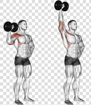Reverse Dumbbell Curl  HD Png Download