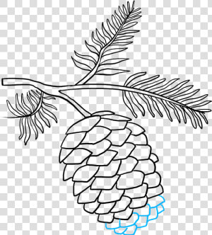 Drawing Of Pine Cones  HD Png Download