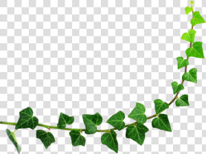 Decorative Leaf Png Background Image   Half Circle Border Png  Transparent Png