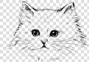 Transparent Persian Cat Png   Kitten Drawing  Png Download