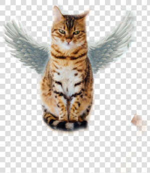  flying Cat   Cat Sitting On A Table  HD Png Download