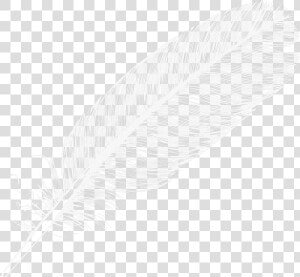 Feather   Large White Feather Png  Transparent Png