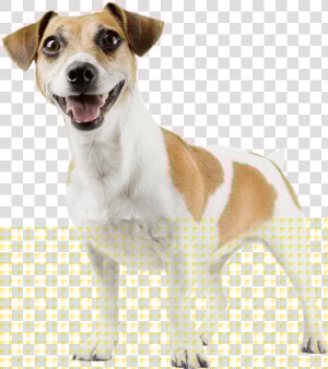 Jack Russell   Bark Collar For Small Dog  HD Png Download