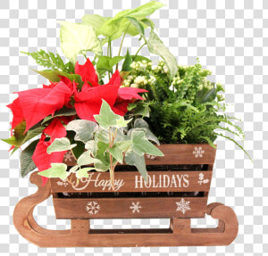 Flower   Png Download   Poinsettia  Transparent Png