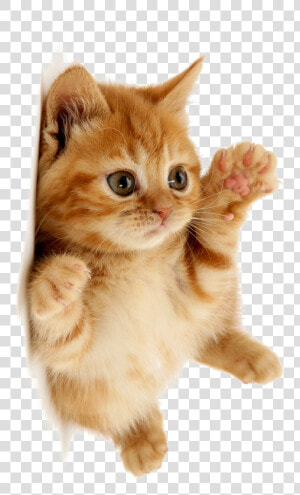 Cute Cat Png Download   Cute Cat Png  Transparent Png