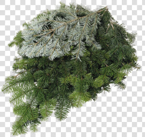Silver Fir Class   Silver Fir Vs Douglas Fir  HD Png Download