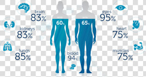 Bodies Of Water Png   Water In Body  Transparent Png
