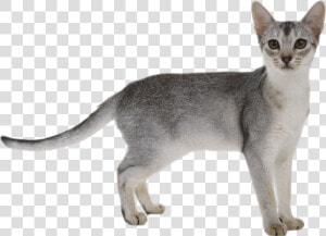 Cat Png   White Grey Abyssinian Cat  Transparent Png