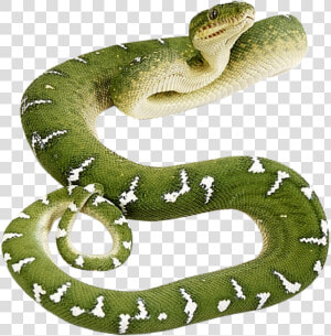 Transparent Snake   Green Anaconda Transparent Background  HD Png Download