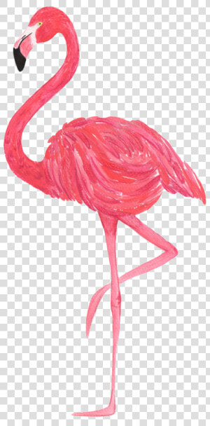 Flamingo Vector Transparent   Png Transparent Flamingo Png  Png Download