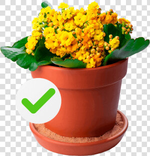 Chrysanths  HD Png Download