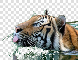 Tiger Clipart Swimming   Tiger Gif Png  Transparent Png