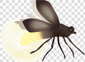 Firefly Transparent  HD Png Download